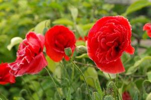 Close up of beautiful, red, blooming poppies in a natural field photo