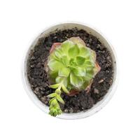 Cute potted succulent plant on white background photo