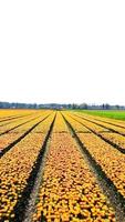 Aerial view of expansive flower field video