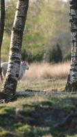 Forest view with sheep on grass video