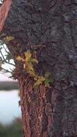 Scenic view of natural area as sun shines video