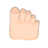 dedos de los pies humano cuerpo parte dibujos animados ilustración png