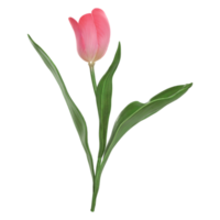ein rot Tulpe Blume mit ein Grün Blatt auf es isoliert auf transparent Hintergrund. png