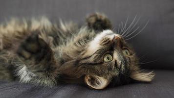 Lovely tabby domestic cat lies on its back and watches the object behind the scenes video