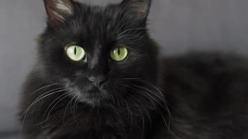 Close-up portrait of a black fluffy cat with green eyes. Halloween symbol video