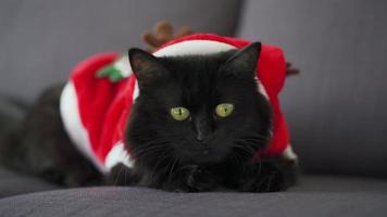 Close-up portrait of a black fluffy cat with green eyes dressed as Santa Claus. Christmas symbol video