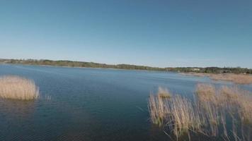 velozes e ágil voar sobre a lago com uma par do branco cisnes. filmado em fpv zangão video