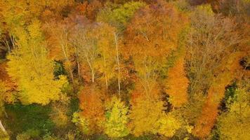 Visualizza a partire dal il altezza su un' luminosa autunno foresta come un' sfondo video