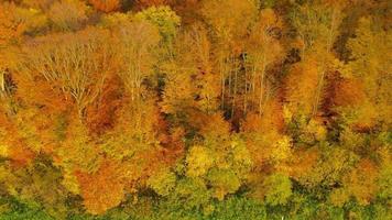 Visualizza a partire dal il altezza su un' luminosa autunno foresta come un' sfondo video