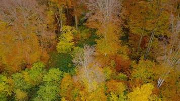 View from the height on a bright autumn forest as a background video