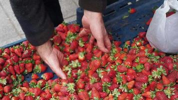 men selling Strawberries at street in istanbul , video