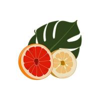 Citrus fruits and tropical leaf. Cut in half lemon and grapefruit. Vector illustration.