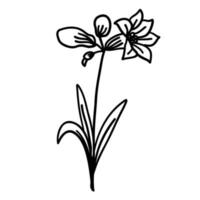 Flower in outline doodle flat style for coloring. Simple floral element plant leaves decorative design. Hand drawn line art. Creative sketch. Vector illustration isolated on white background.