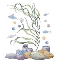 Seaweed with seabed and fishes and bubbles. Hand drawn watercolor illustration of algae and ocean floor on isolated background. Drawing of colorful marine stones and laminaria. Sketch for icon vector