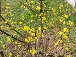 Young flowers sprout in spring photo