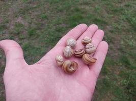 Garden snails crawl in the village photo