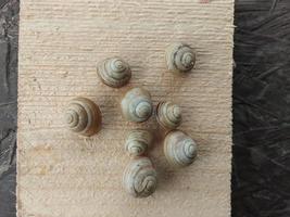 Garden snails crawl in the village photo