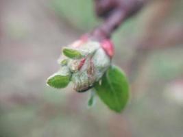 Young flowers sprout in spring photo