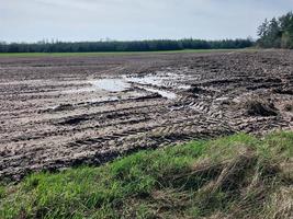 Grow green seedlings on the field photo