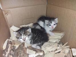 Young newborn the blind kittens photo