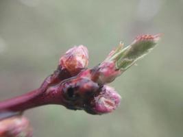 Young flowers sprout in spring photo