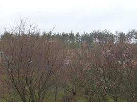 Young forest grows after the rain photo