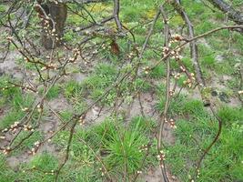 Young flowers sprout in spring photo