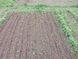 un campo arado por un cultivador para plantando vegetales foto