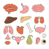 conjunto de humano interno órganos - cerebro, corazón, hígado, riñones, útero, ojo, hueso etc. contorno sencillo vector ilustración.