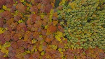 Visualizza a partire dal il altezza su un' luminosa autunno foresta come un' sfondo video