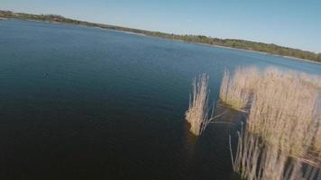 Fast and agile flight over the lake with a pair of white swans. Filmed on FPV drone video