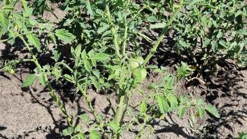 verde tomates crescendo dentro a jardim. verde tomates crescendo em a arbusto. video