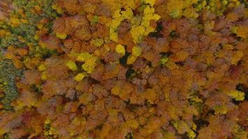 ver desde el altura en un brillante otoño bosque como un antecedentes video