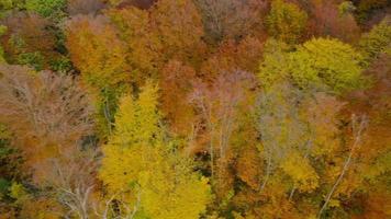 Visualizza a partire dal il altezza su un' luminosa autunno foresta come un' sfondo video