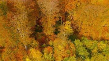 Visualizza a partire dal il altezza su un' luminosa autunno foresta come un' sfondo video