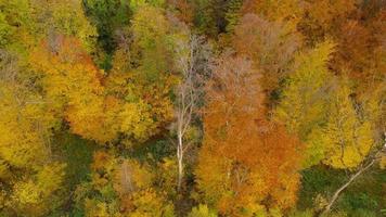 View from the height on a bright autumn forest as a background video