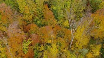 Visão a partir de a altura em uma brilhante outono floresta Como uma fundo video