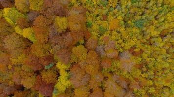ver desde el altura en un brillante otoño bosque como un antecedentes video