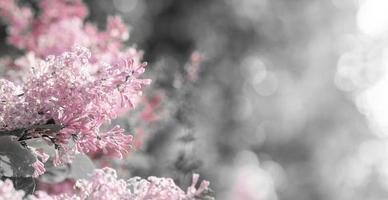 Creative monochrome gray spring image with pink lilac. Copy space. Selective focus. photo