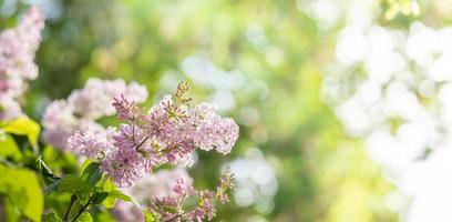 Lilac branch in garden at springtime. Blurred background Selective focus Copy space Horizontal photo