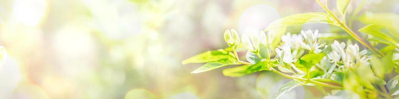 Blurred spring background for text with sunlit blooming tree branch, green leaves, sun glare. Banner photo