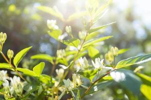 Sunlit blooming tree branches and green leaves in hazy early morning light. Soft focus. photo