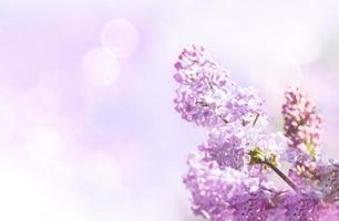 Gentle pink spring background with bloom purple lilac branch and sun glare. Soft focus. Copy space. photo