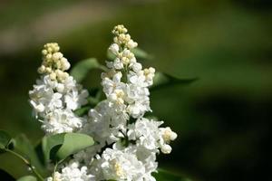 Beautiful bloom branches of spring white lilac on deep green foliage background. Copy space. photo