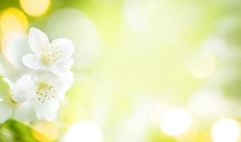 Spring card. Frame of blooming jasmine flowers, golden bokeh lights, sun glare Copy space Soft focus photo