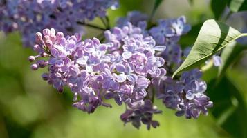 Beautiful sunlit blossom purple lilac branch close up. Beauty in nature. Selective focus. photo