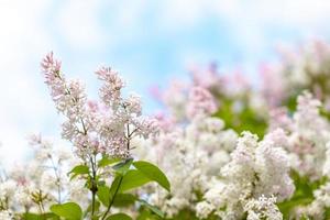 Lush spring blooming. Blurred background for text with bloom light pink lilac branch in foreground. photo