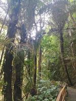 Deep rainforest full green trees at tropical place photo