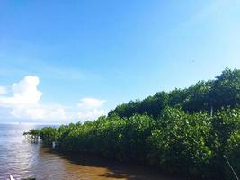 Mangrove trees at local and national park lantebung photo