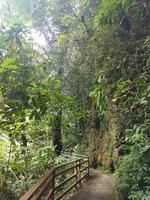 Deep rainforest full green trees at tropical place photo